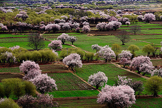 西藏林芝风光