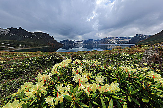 长白山高山杜鹃