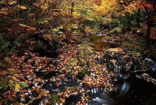 秋叶,河流,新布兰斯维克,加拿大