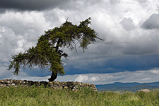 树,后面,石头,栅栏,诺森伯兰郡,英格兰