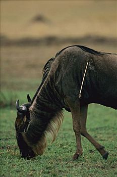 蓝角马,角马,放牧,箭,困住,马赛马拉国家保护区,肯尼亚