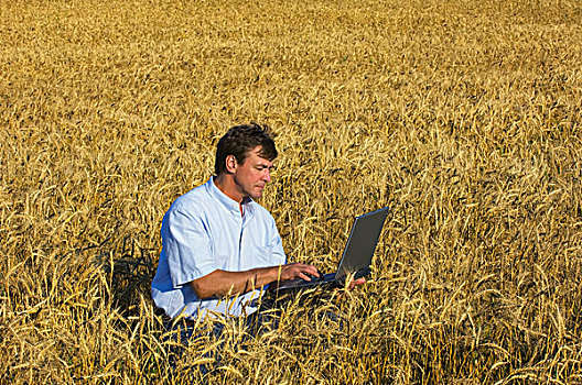 农业,农民,成熟,小麦,作物,数据,笔记本电脑,靠近,明尼苏达,美国