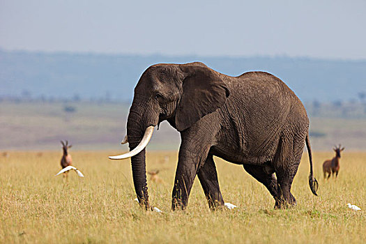 非洲,灌木,大象,非洲象,雄性动物,热带草原,马赛马拉国家保护区,肯尼亚