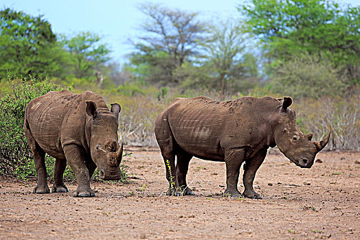 两个,白色,犀牛,白犀牛,成年,两个男人,厚皮动物,克鲁格国家公园,南非,非洲