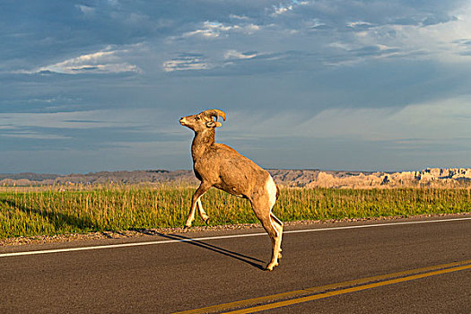 大角羊,穿过,道路,荒地国家公园,南达科他,美国