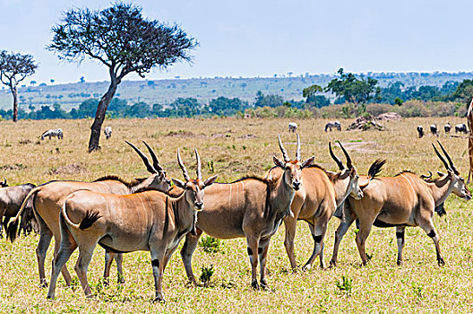 普通,大羚羊,马赛马拉国家保护区,肯尼亚