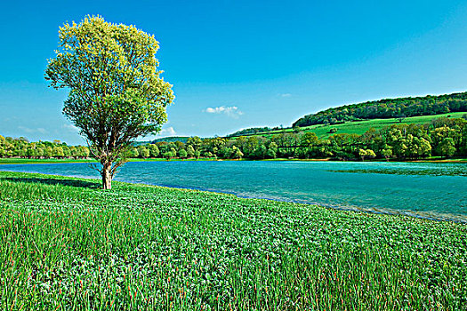 高山湖,孤树,正面,绿色,草地
