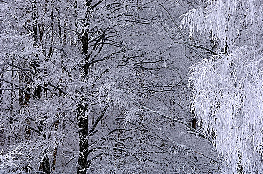 霜,树上