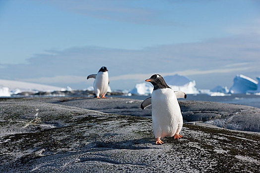 巴布亚企鹅,冰山,南极