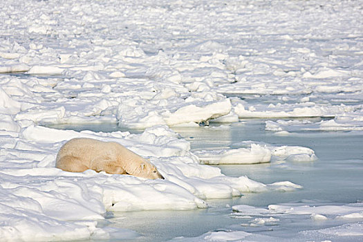 北极熊,睡觉,冰,哈得逊湾,丘吉尔市,野生动物,管理,区域,曼尼托巴,加拿大
