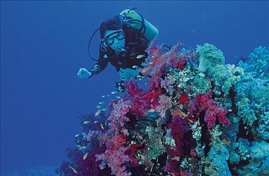 潜水,水下,珊瑚,红海,埃及,北非,探险,假日,动物