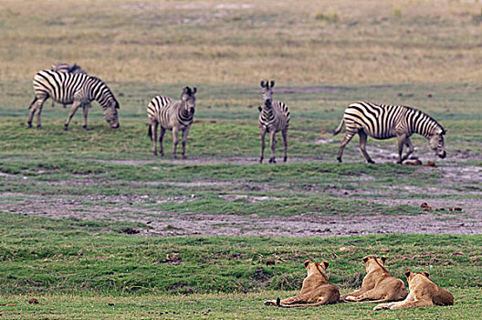 三个,狮子,群,白氏斑马,斑马,乔贝国家公园,博茨瓦纳,非洲
