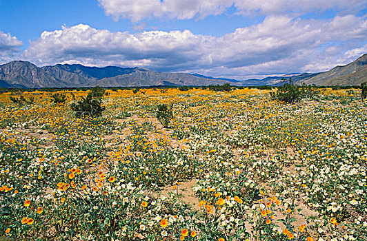 土地,荒芜,沙子,马鞭草属植物,向日葵,安萨玻里哥沙漠州立公园,加利福尼亚