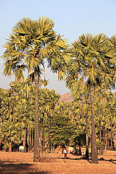 缅甸,靠近,蒲甘,糖,棕榈树