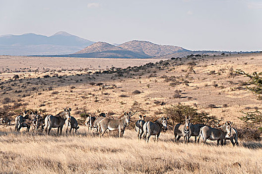斑马,细纹斑马,牧群,莱瓦野生动物保护区,肯尼亚