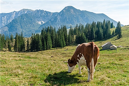 母牛,放牧,阿尔卑斯山