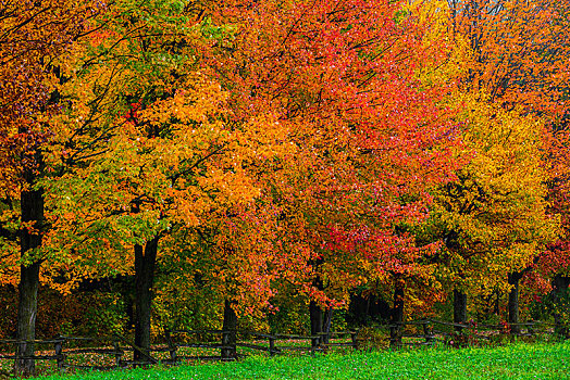 彩色,树,秋天,魁北克,加拿大,北美