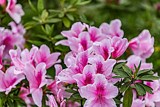 粉色杜鹃花卉特写