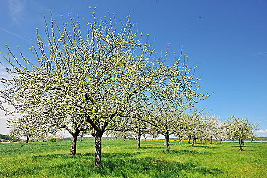 花,苹果树,施佩萨特,巴伐利亚,德国