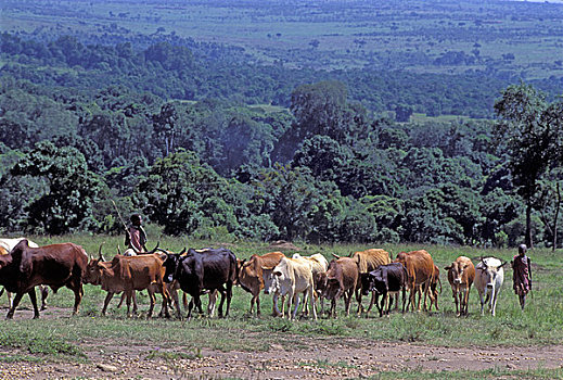 肯尼亚,马赛马拉,马萨伊,乡村,男孩,放牧,牛