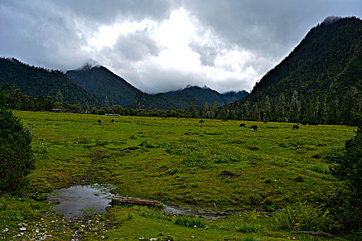 南伊沟原始森林风景