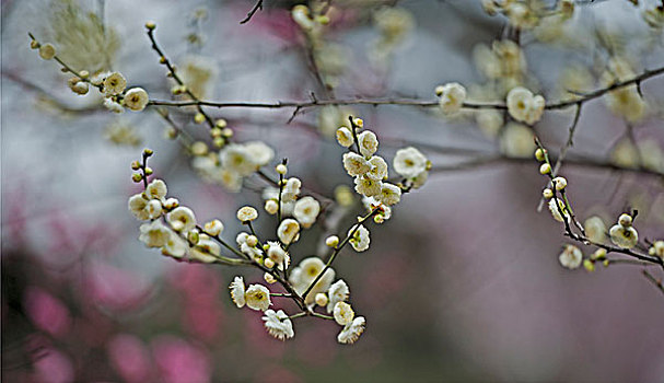 梅花盛开