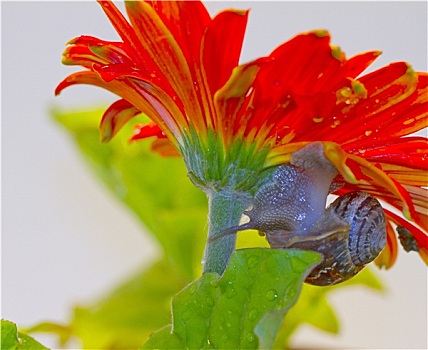 蜗牛,花