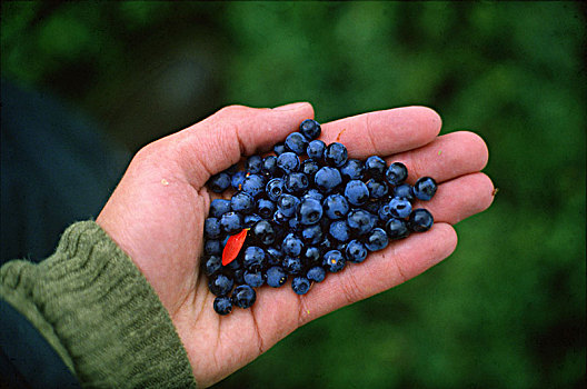 手,满,蓝莓,挪威,斯堪的纳维亚