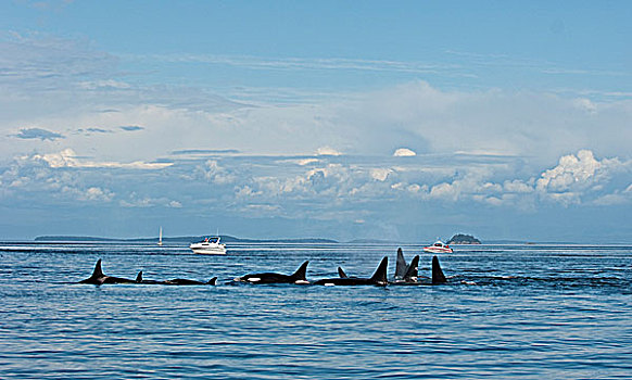 南方,逆戟鲸,靠近,岛屿,加拿大