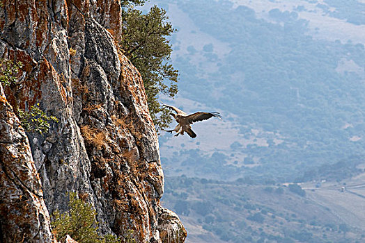 粗毛秃鹫,兀鹫,接近,鸟窝,卡塞雷斯,安达卢西亚,西班牙