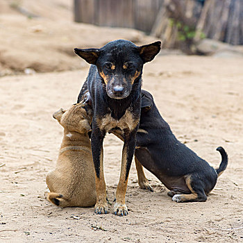 狗,哺乳,小狗,禁止,琅勃拉邦,老挝
