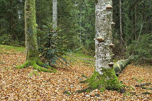 树干,秋叶,林中地面,巴伐利亚,德国