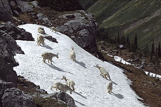 石山羊,雪羊,牧群,雪,落基山脉,北美