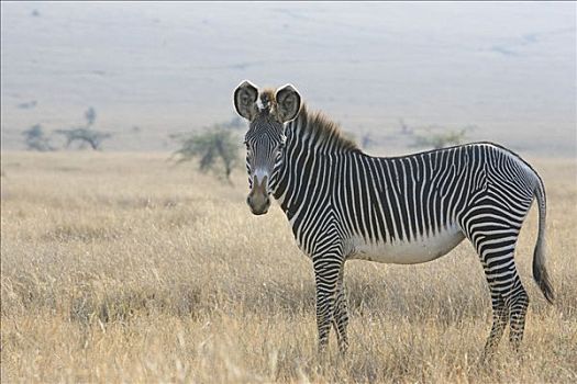 细纹斑马,肯尼亚