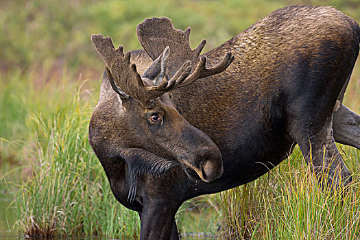 阿拉斯加,驼鹿,雄性动物,鹿角,德纳里峰国家公园