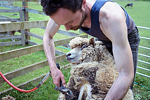 绵羊,剪羊毛,畜栏,地点