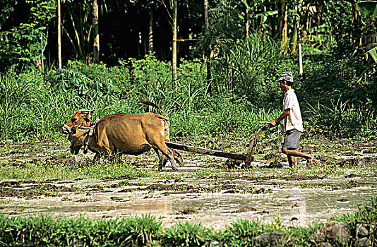 印度尼西亚,巴厘岛,男人,耕作