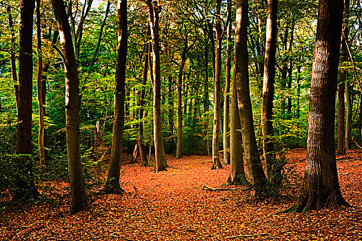 美景,图像,树林,遮盖,秋天,秋色,对比,绿色,橙色,褐色,金色