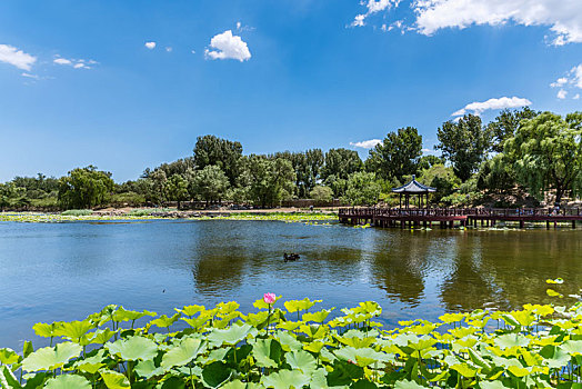 北京圆明园中茜园的荷花池和黑天鹅