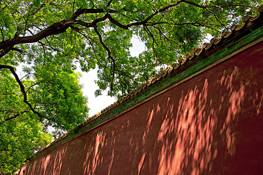 绿树下的围墙