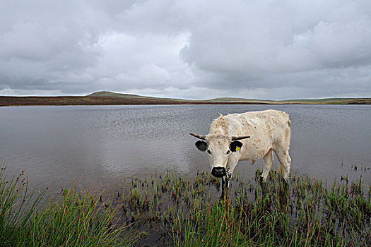 白色,阉牛,边缘,山,湖,草场,信任,波厄斯郡,威尔士,英国,欧洲