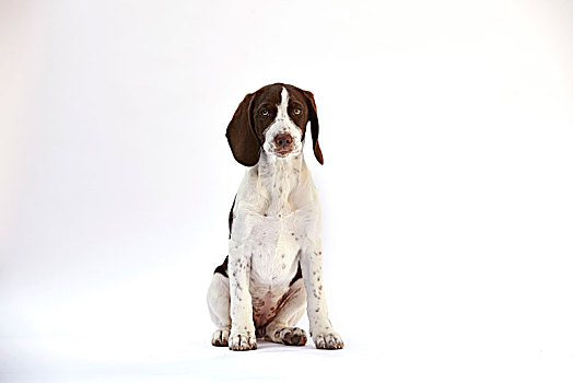 头像,6个月大,史宾格犬,小猎犬,混合,小狗,白色背景,背景