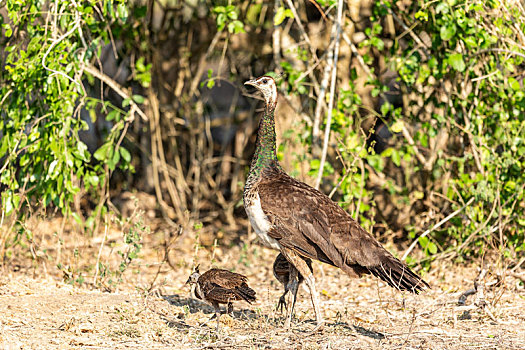一只成年雌孔雀带幼仔觅食