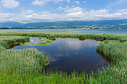 湿地,自然,中心,大,自然保护区,岸边,纳沙泰尔,西部,瑞士