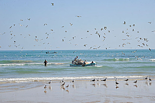 阿曼苏丹国,渔民,船,阿拉伯,海洋,围绕,海鸥