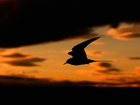 北极燕鸥,飞行,子夜太阳,挪威,欧洲