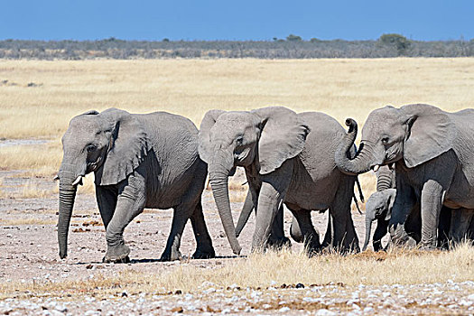牧群,非洲象,埃托沙国家公园,纳米比亚,非洲