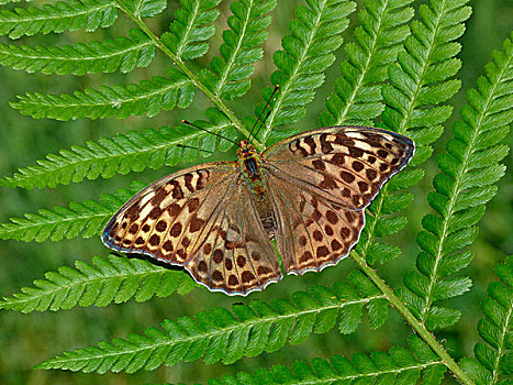 豹纹蝶,形态,成年,休息,蕨类,叶状体,山谷,意大利北部,欧洲