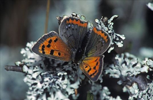 红灰蝶,瑞典