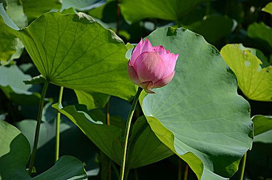 头状花序